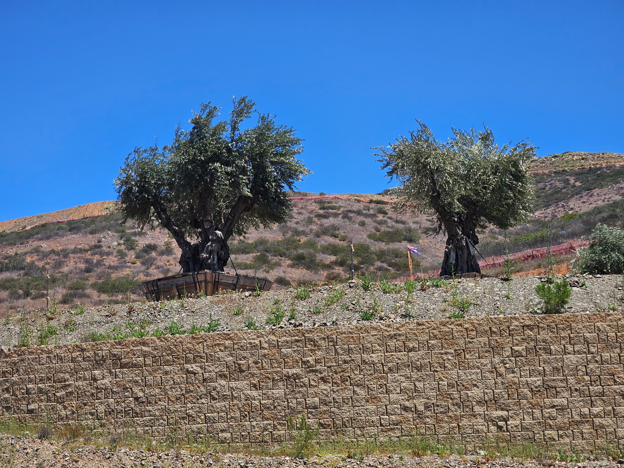 Olive Trees on Terraced Land