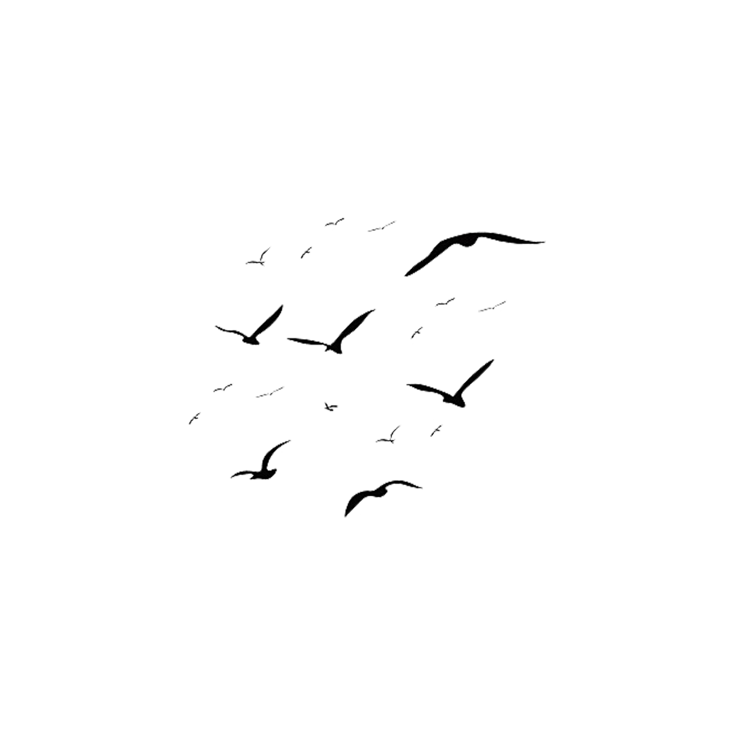 Birds