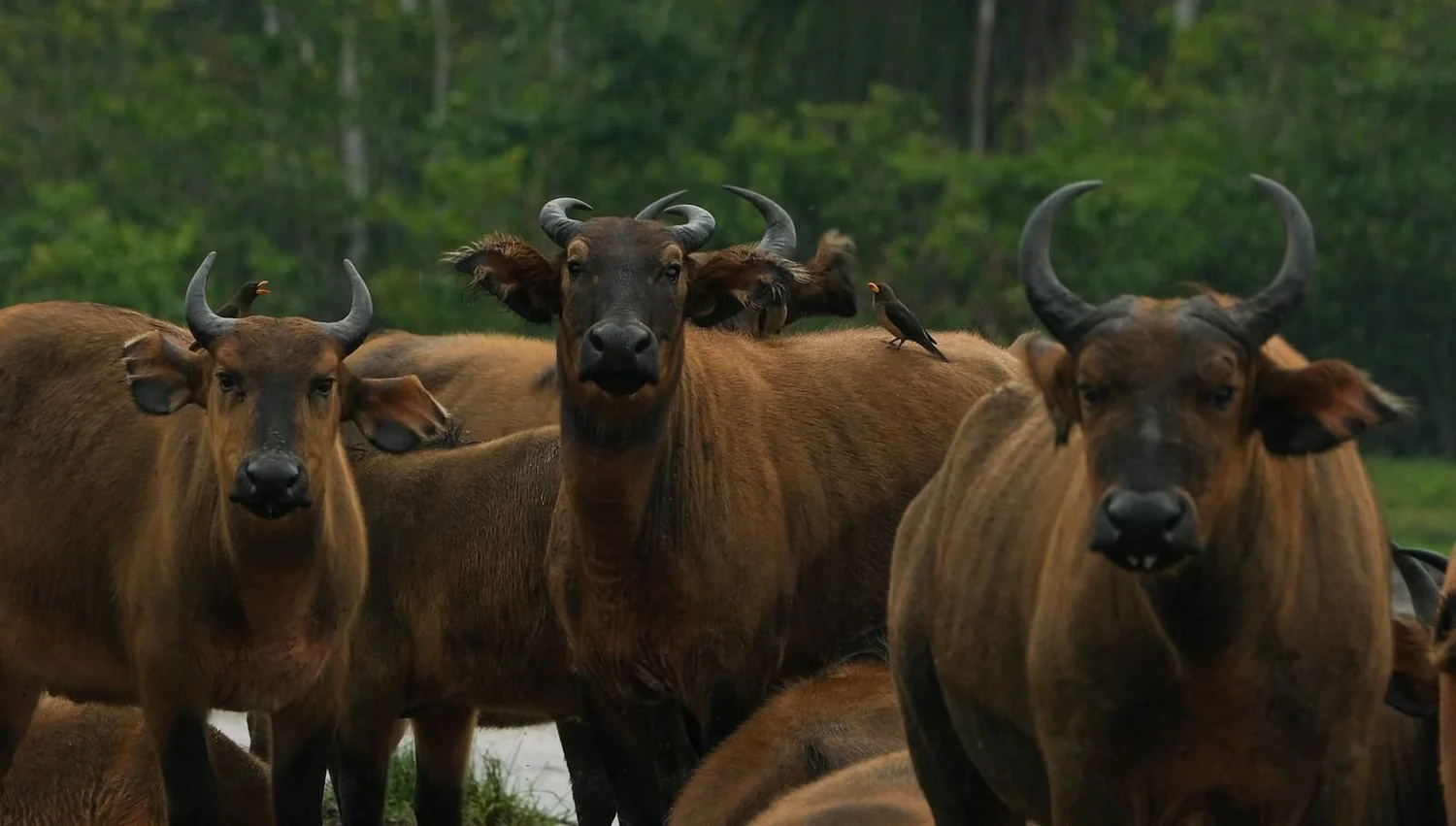 Herd of African forest buffalo, Odzala-Kokoua National Park