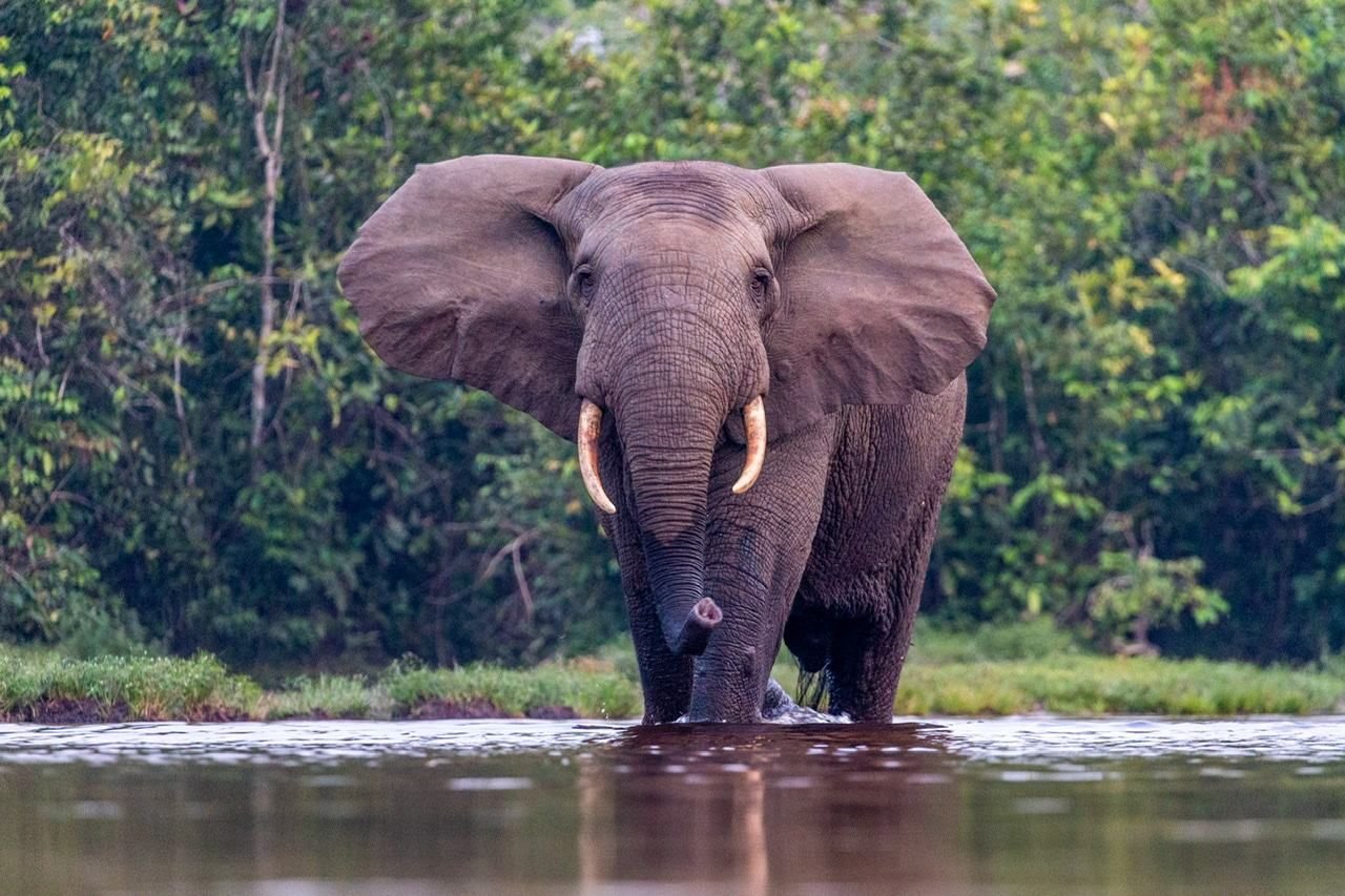 African forest elephant with straight, downward-pointing tusks wading a river in Odzala-Kokoua National Park