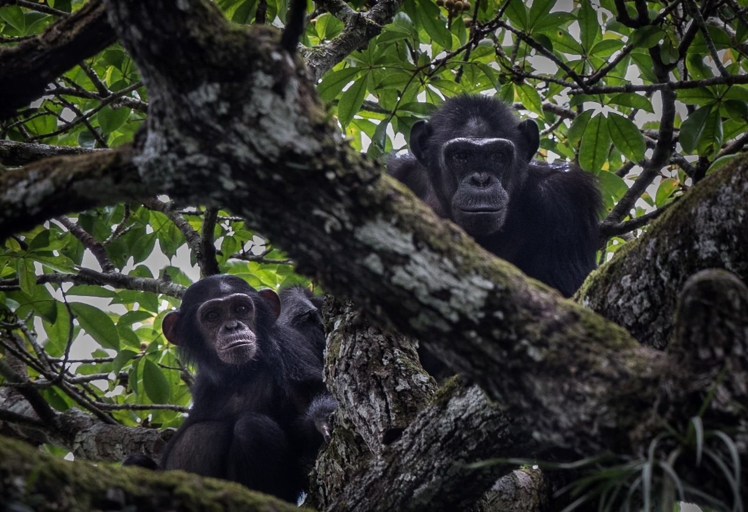 Chimpanzees in the canopy of the Congo Basin rainforest