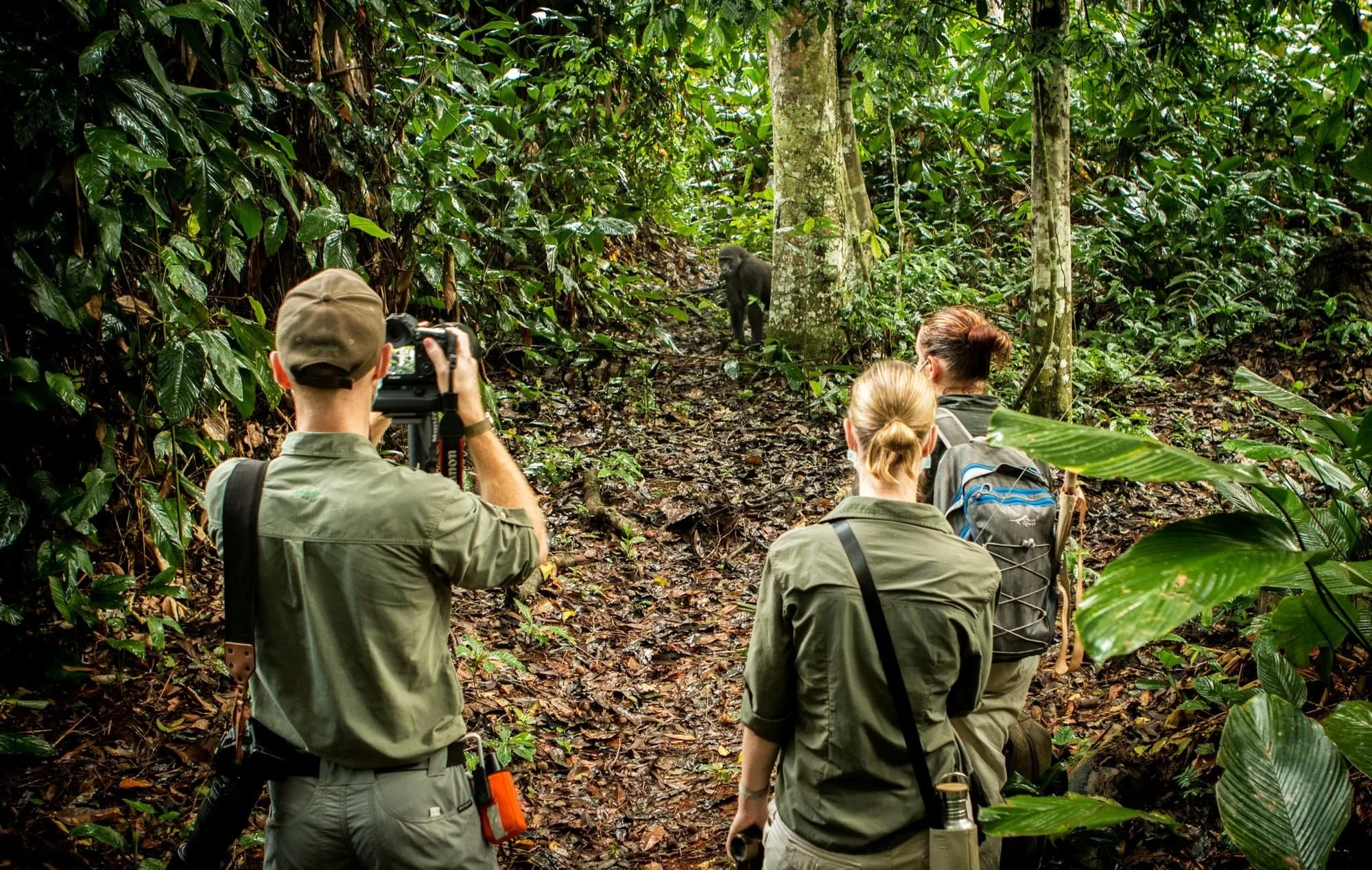 Guests with cameras watching a western lowland gorilla on a forest trail during gorilla tracking at Ngaga, Republic of the Congo