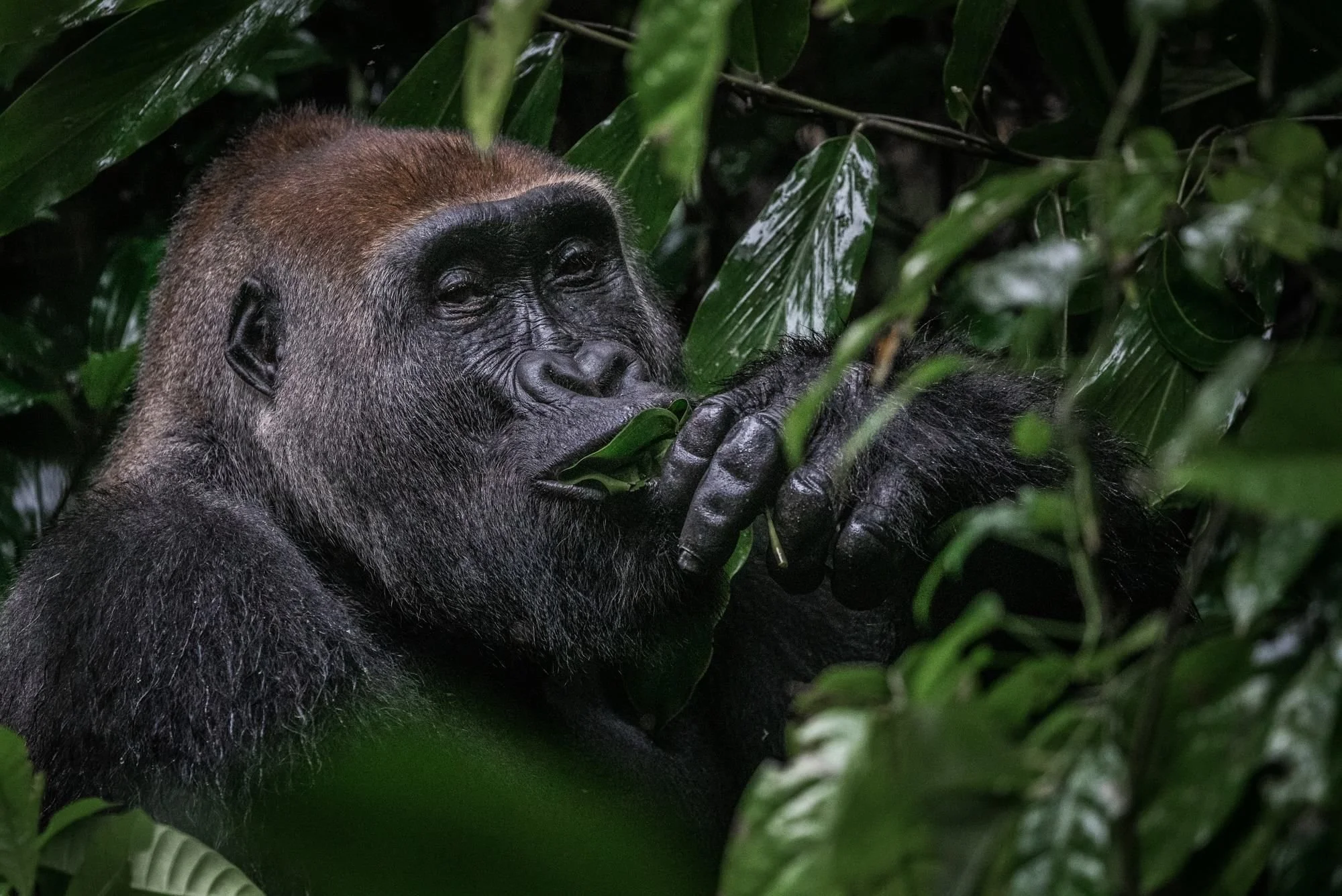 Western lowland gorilla with its reddish-brown crown feeding on leaves in Odzala-Kokoua National Park