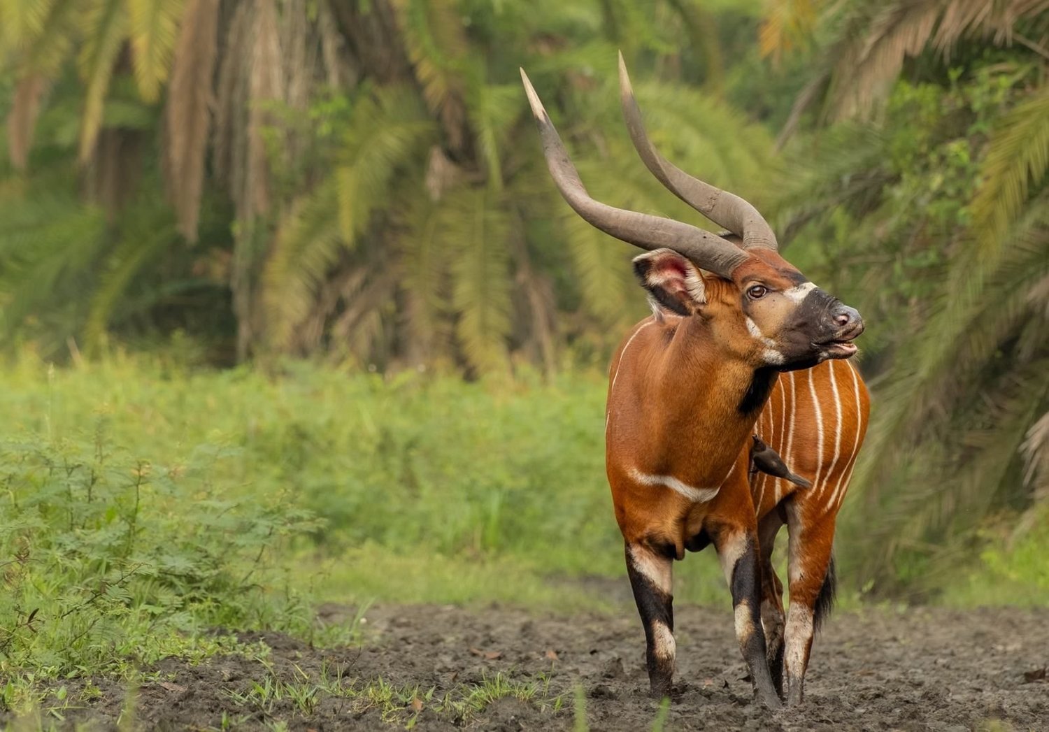 Male bongo antelope in a forest clearing, Odzala-Kokoua