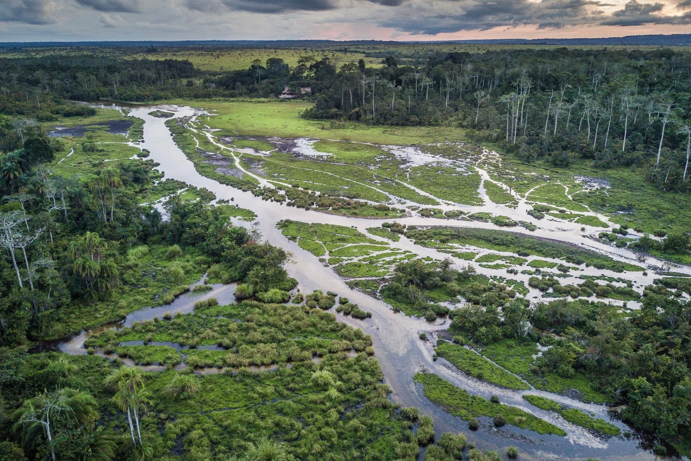 Aerial view of a forest baï and winding rivers in Odzala-Kokoua National Park