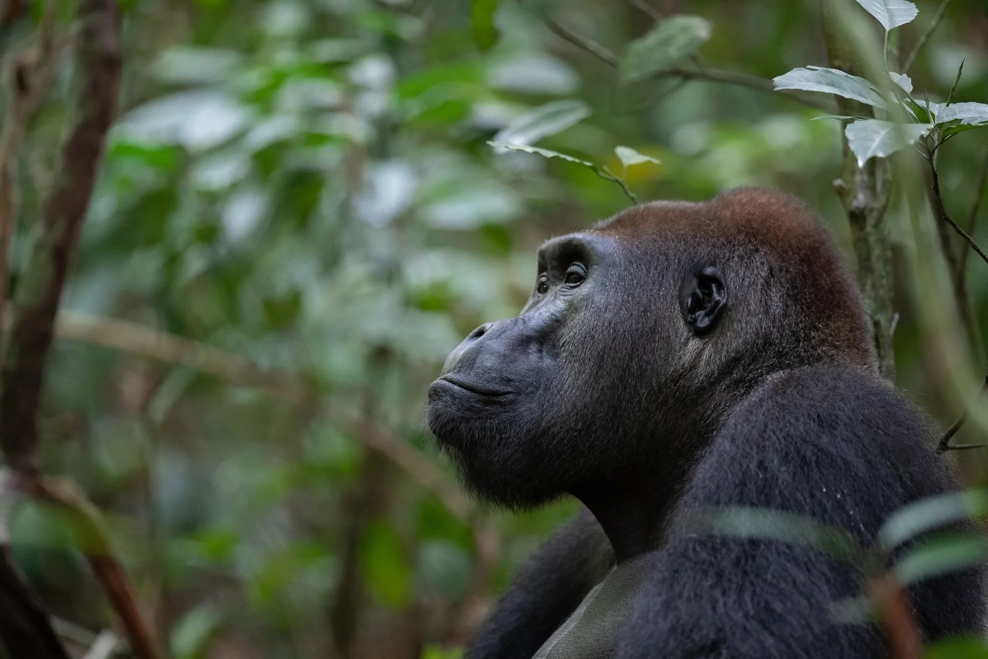 Western lowland gorilla silverback in profile, Congo Basin gorilla safari, Republic of the Congo