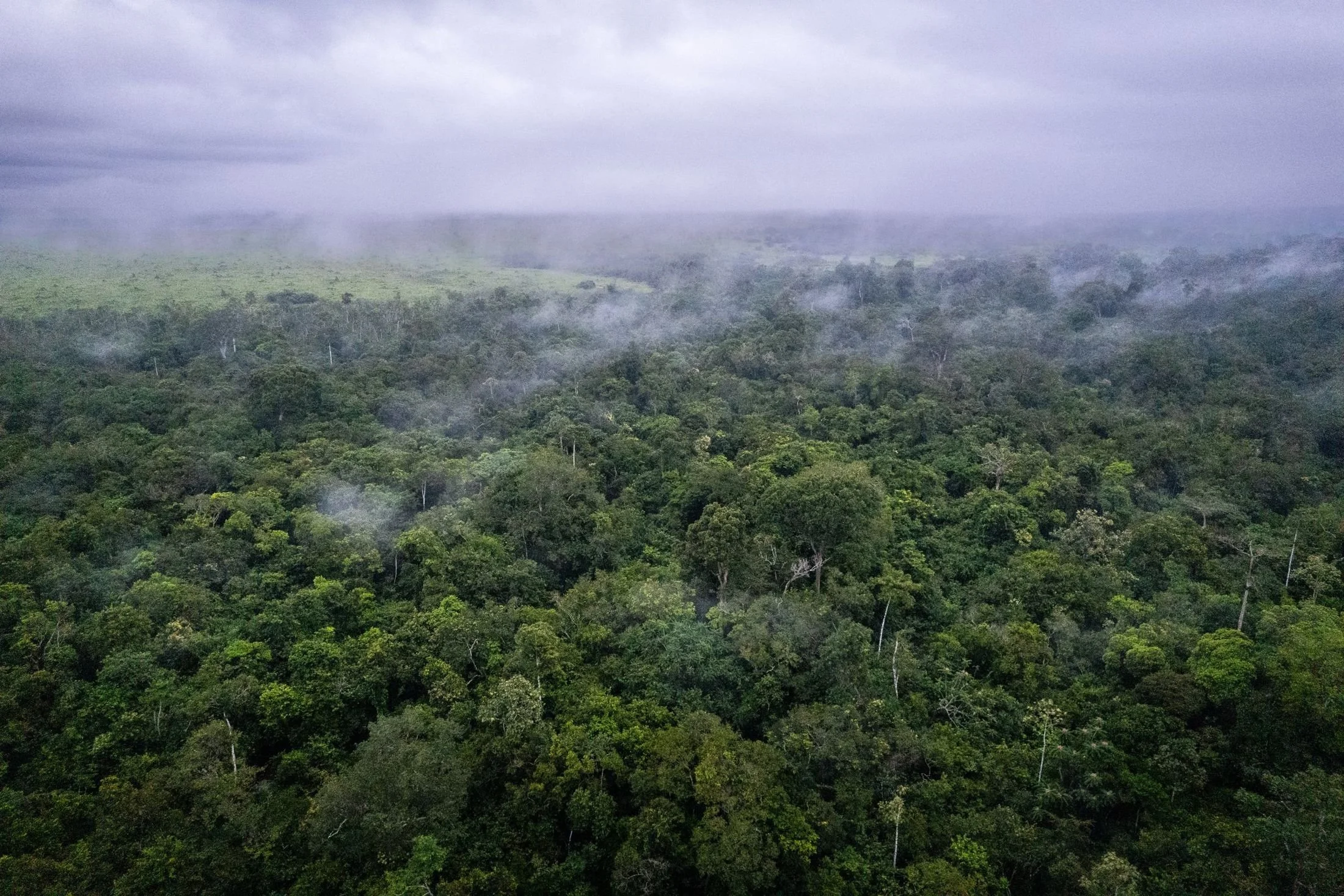 Mist rising over the Congo Basin rainforest canopy at dawn