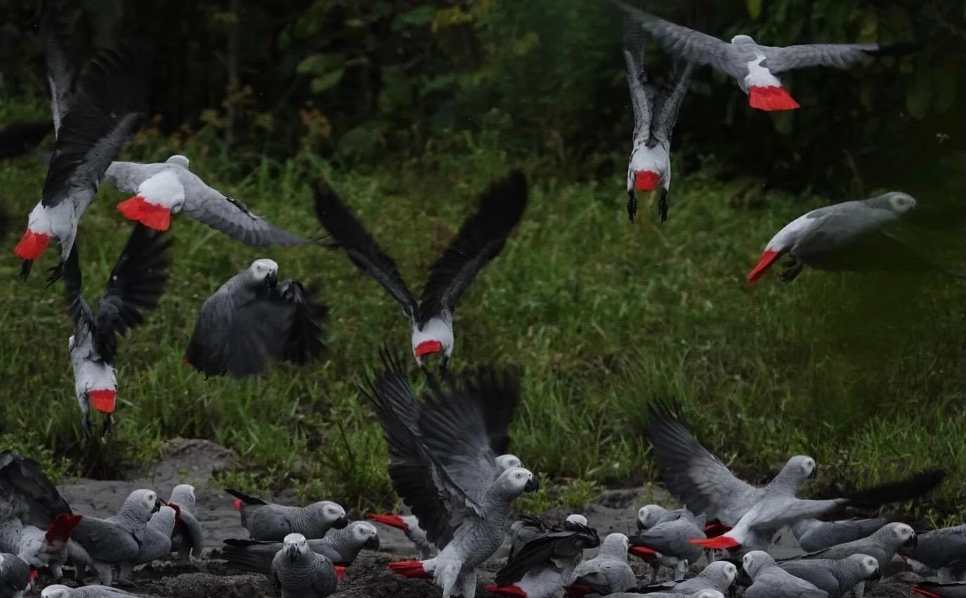 Flock of grey parrots feeding on mineral-rich soil at Lango Baï, Odzala-Kokoua National Park