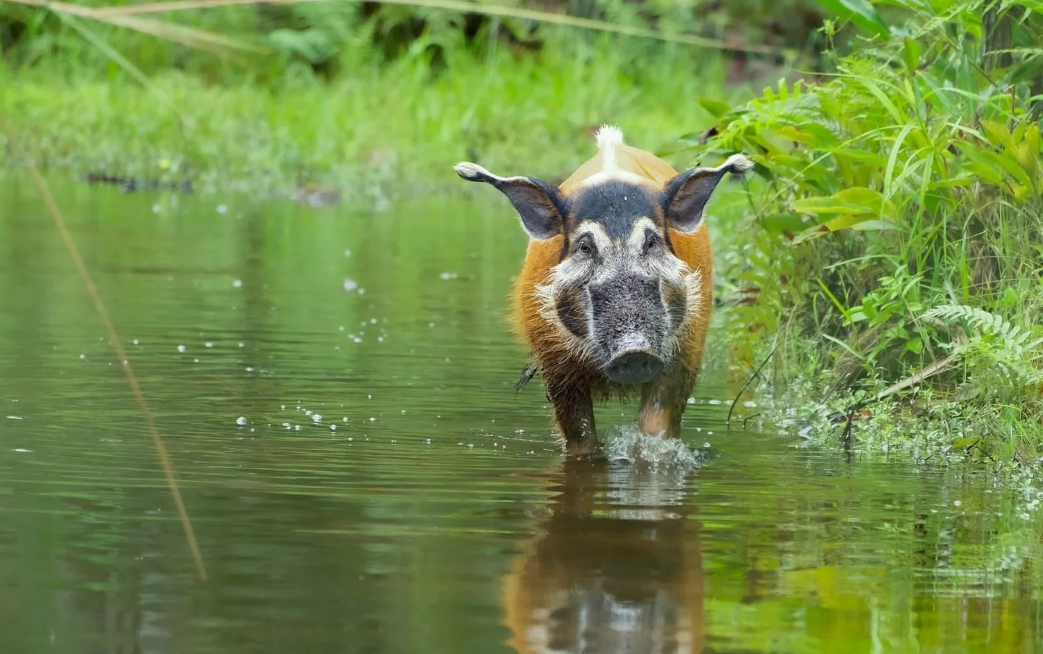 Red river hog wading through a forest stream, Congo Basin