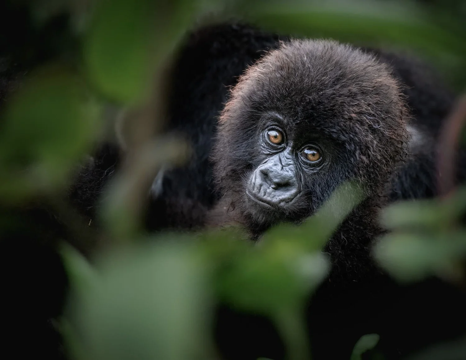 Mountain gorilla infant peering through leaves, photographed by Amish Chhagan, Chags Photography