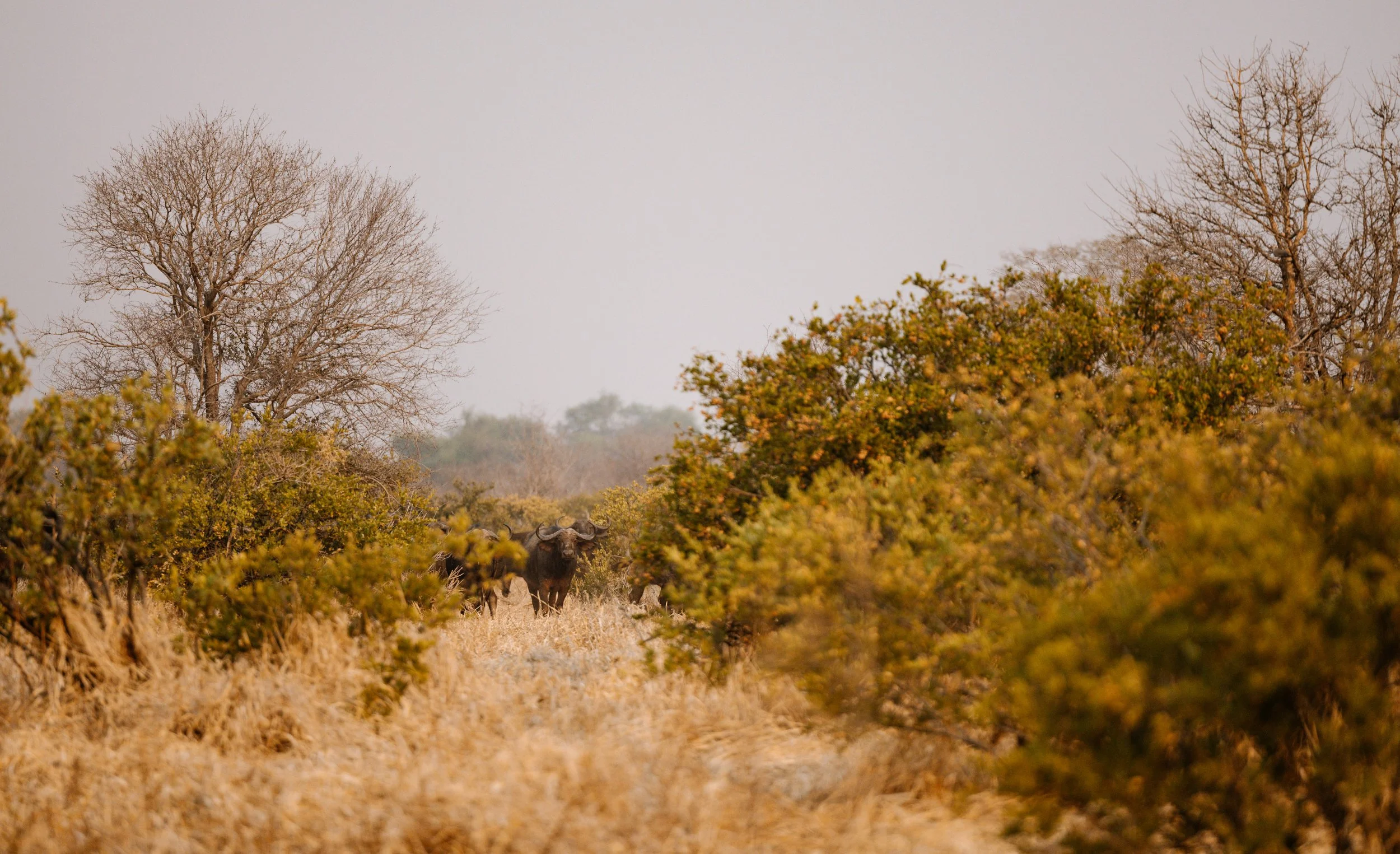 Buffalo herd in the Rifa concession