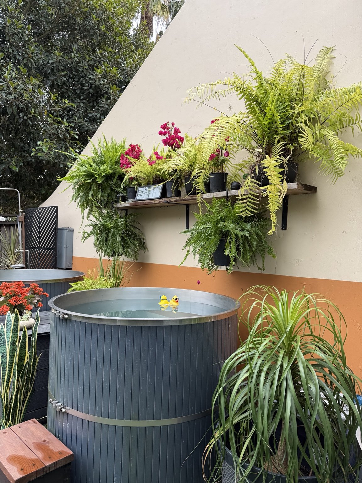 A round cold plunge surrounded by ferns, flowers, and natural wood at Acorn & Oak.