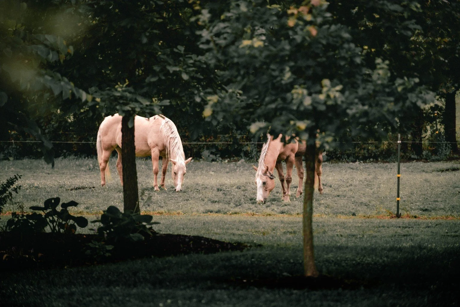 Horses graze behind a fence, framed by trees on the grounds of The Orchards at Rocking Horse Farm.