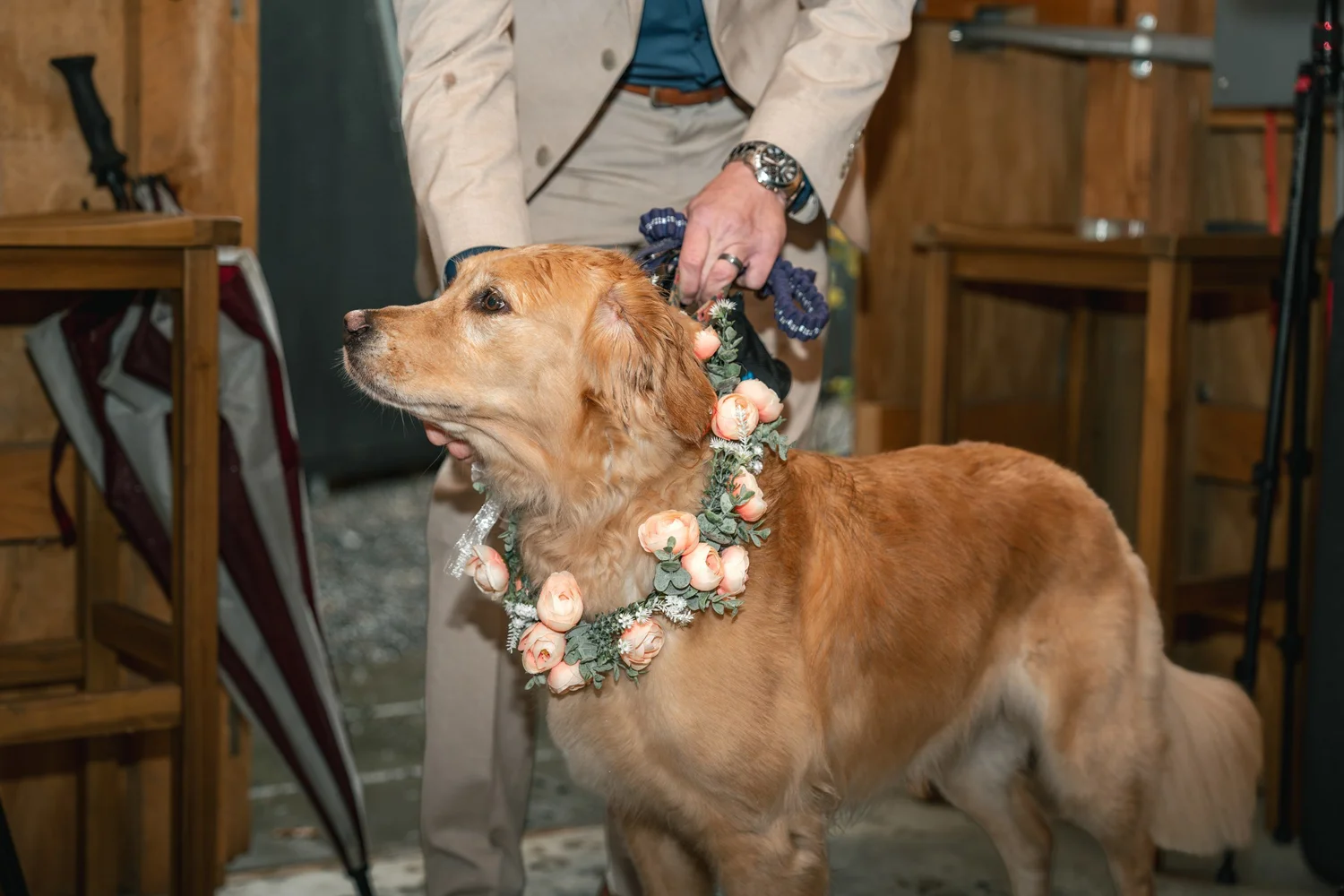 The golden retriever wearing a collar of peach flowers and greenery during the ceremony