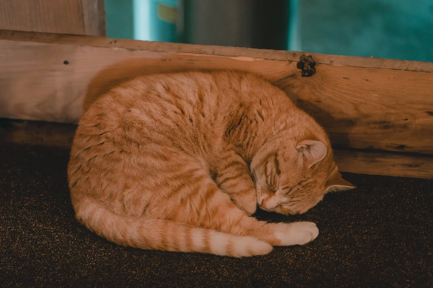 An orange cat curled up asleep in a corner at Knotting Hill Farm