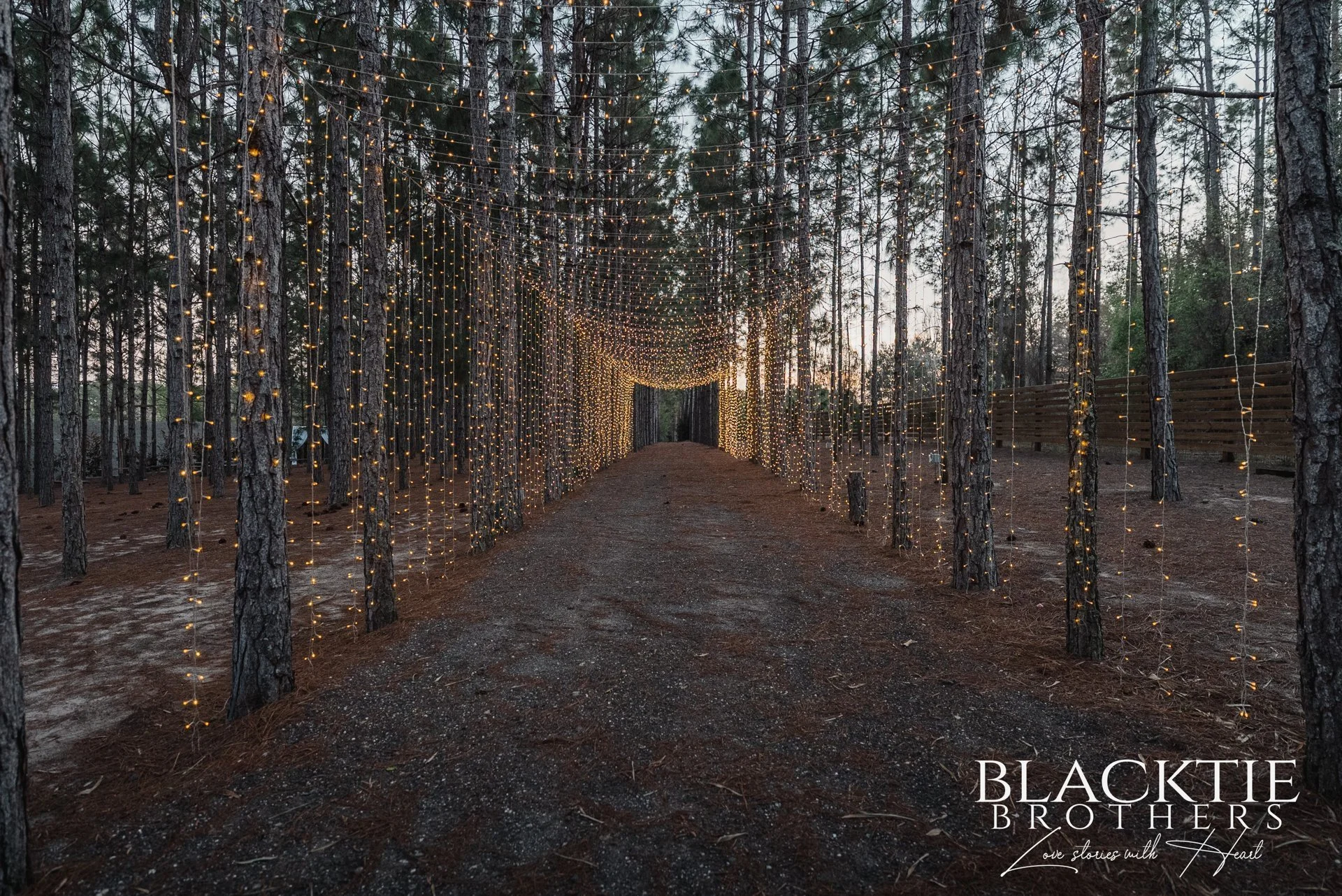 Pine trees frame a path beneath curtains of warm string lights at The Pinery Forest and Garden.