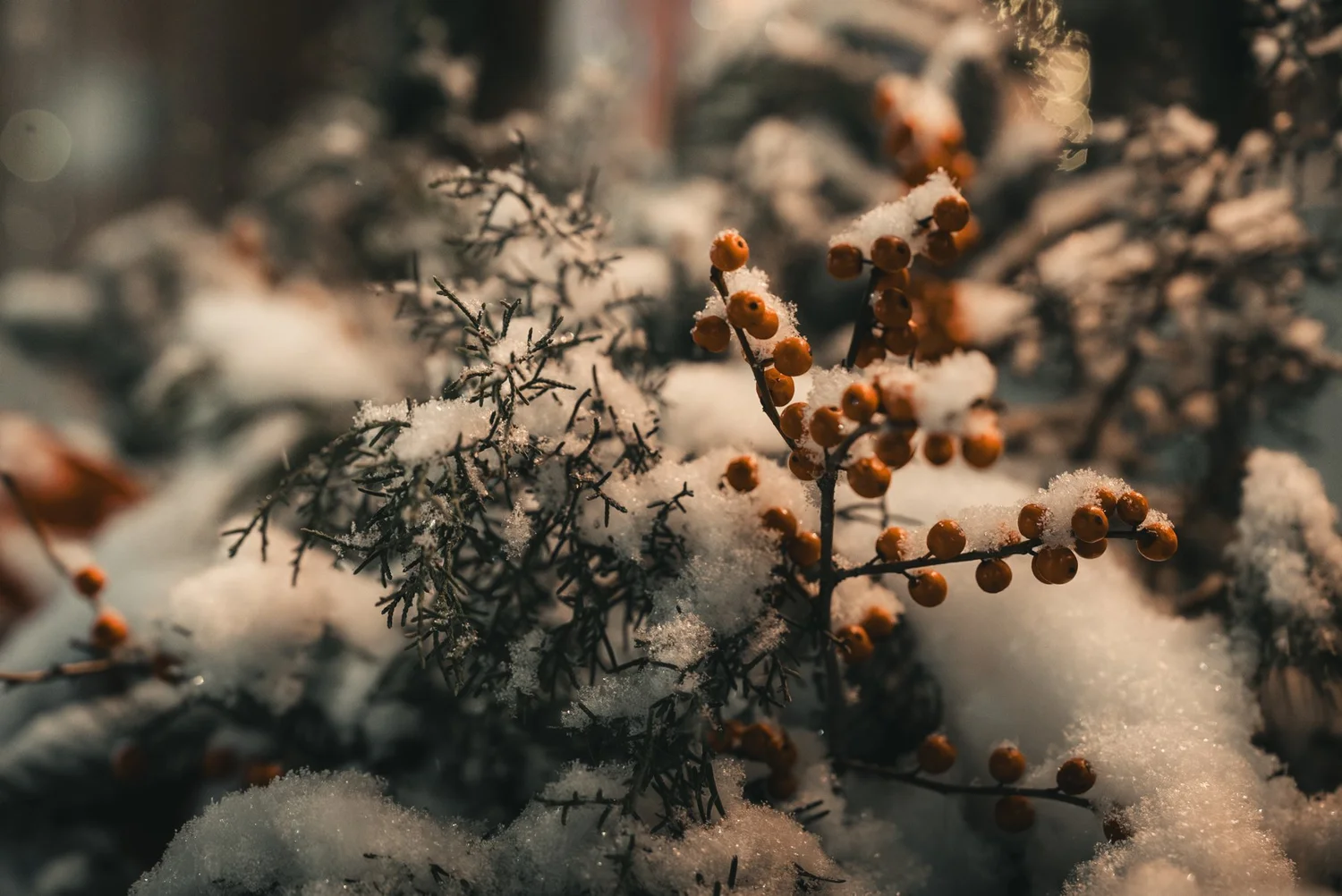 Snow resting on evergreen branches and orange berries outside The Sinclair of Skaneateles during Jill and Nick’s December wedding