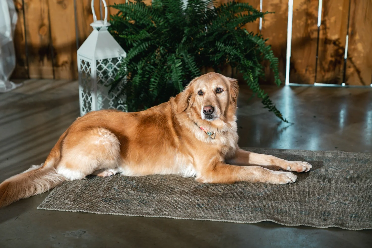The golden retriever lying on a rug inside the barn beside a fern and a white lantern