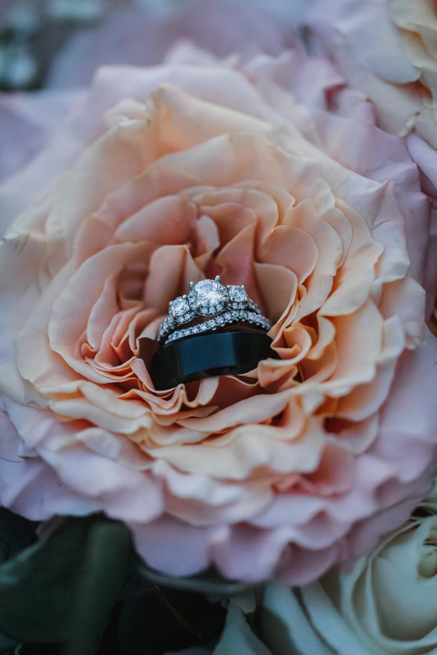 Two wedding rings nestled in the center of a peach rose