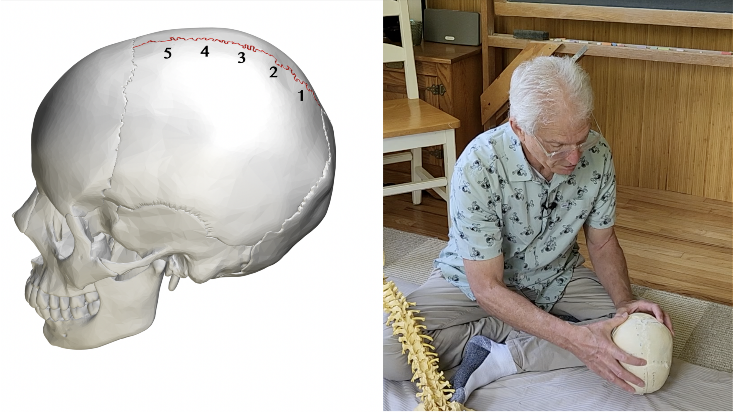 Diagram showing the sagittal suture's correlation to the lumbar vertebrae