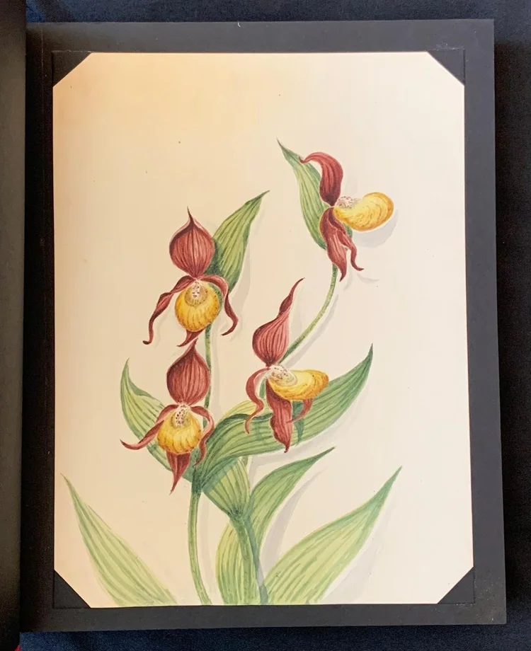 23 Paintings of Orchids from Around the World