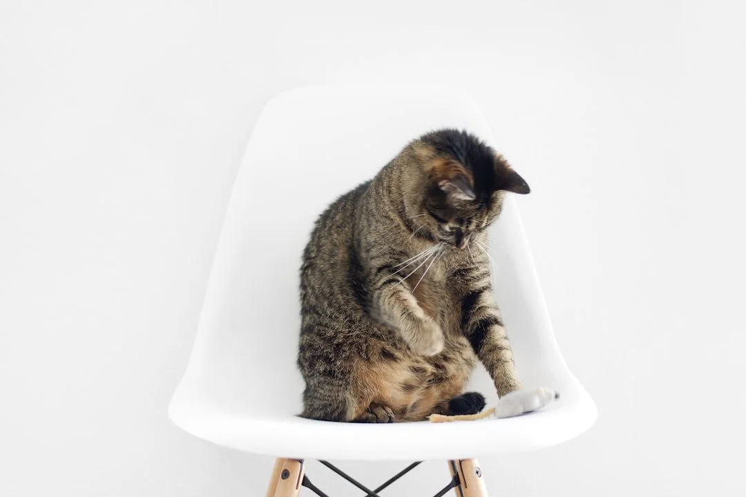 A brown and black cat with a toy mouse sitting on a white chair in a white room.