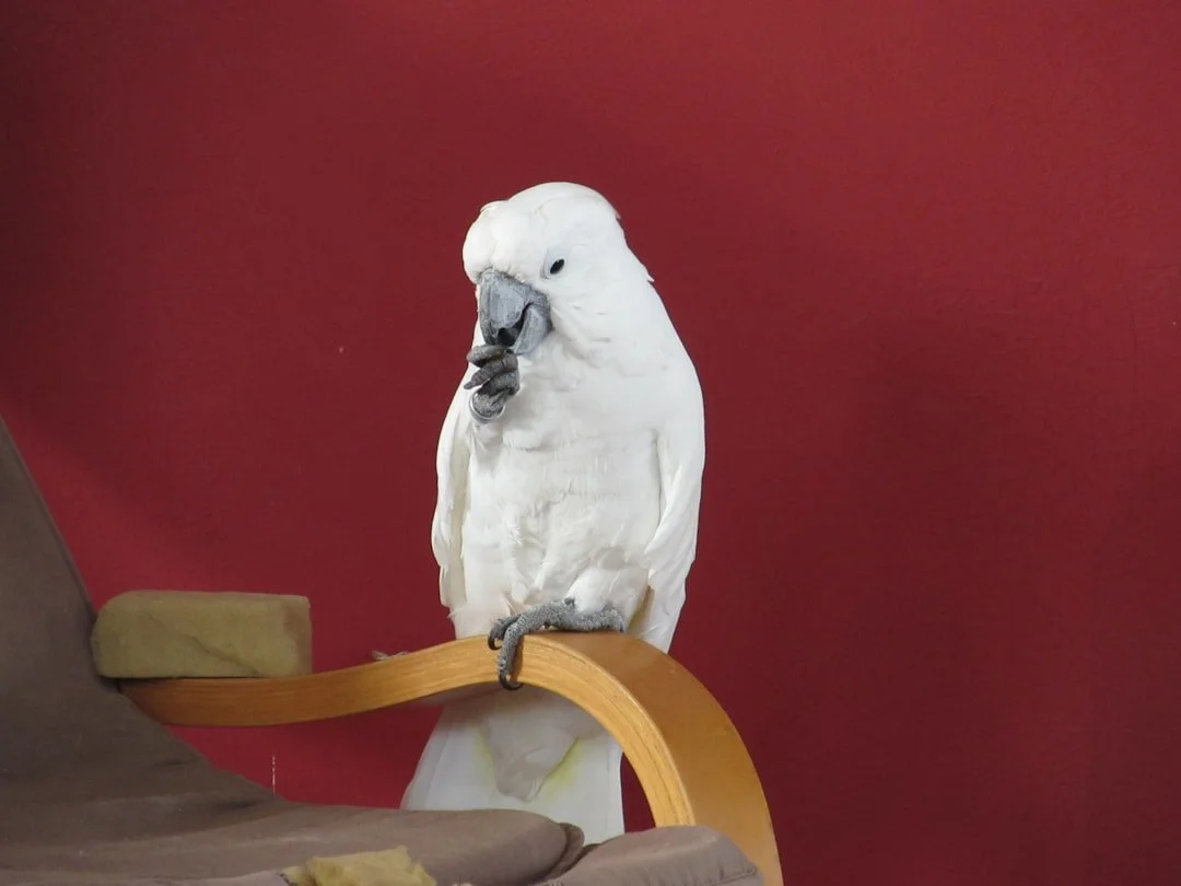 A white cockatial cleaning its claw while perched on the arm of an old chair in a red room.
