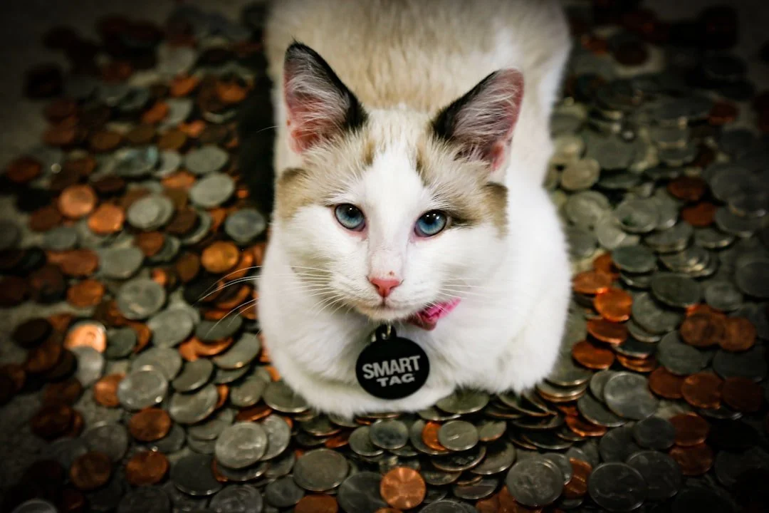 A white and light brown cat with a collar that says smart tag sitting on a pile of coins.