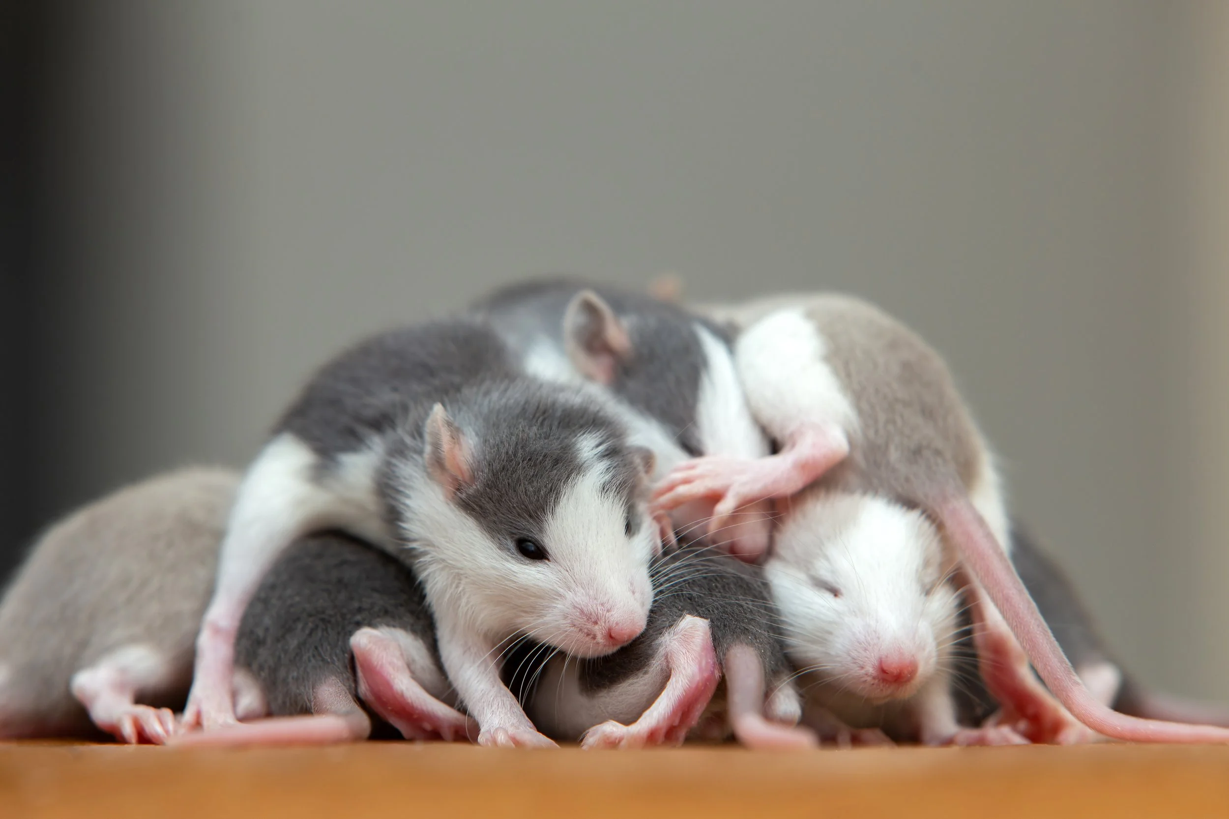 A pile of cute rats mostly black and white and asleep in a white room on a table.