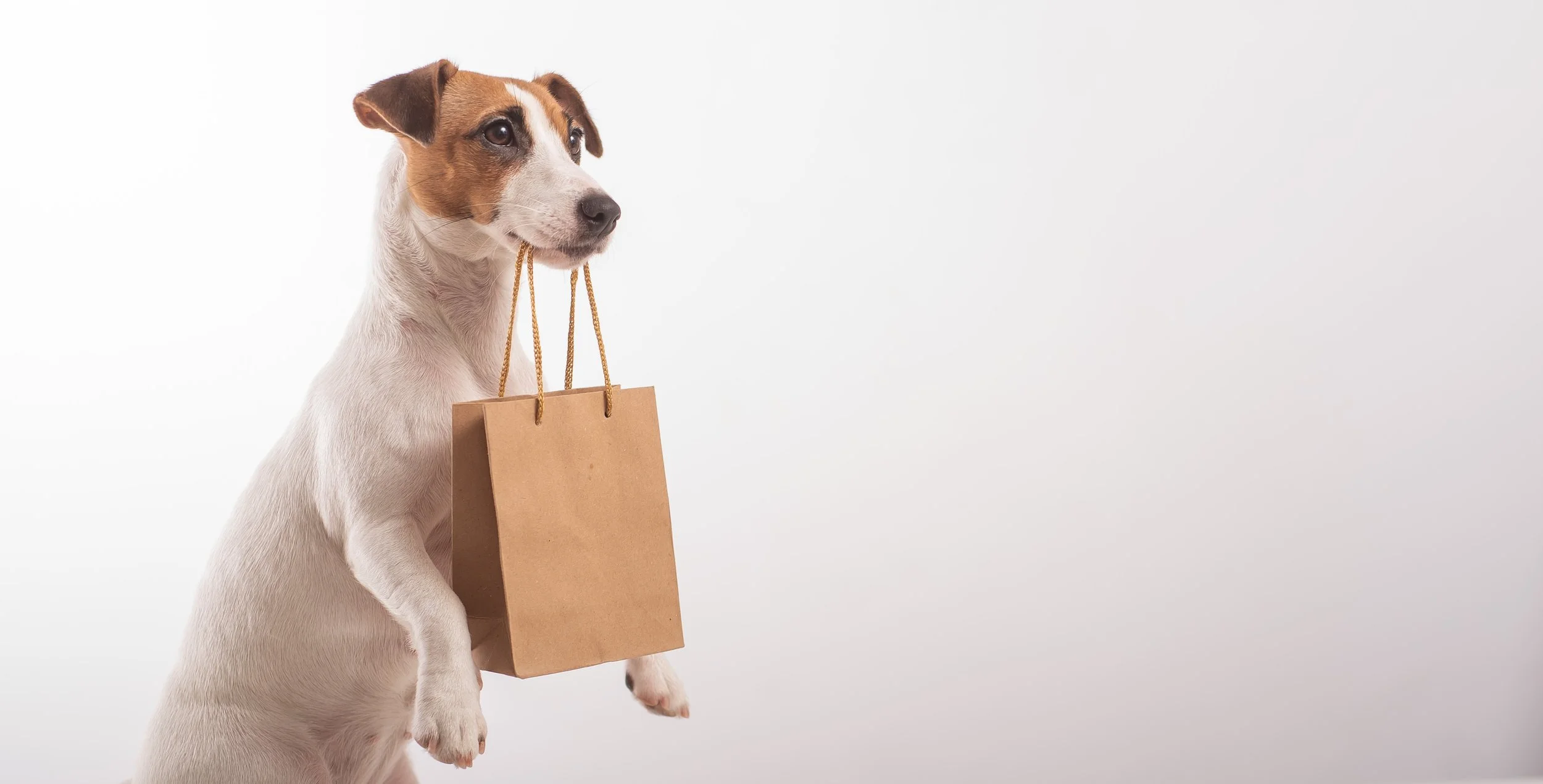 A white and brown terrier holding a brown paper bag in its mouth in a white bare room.