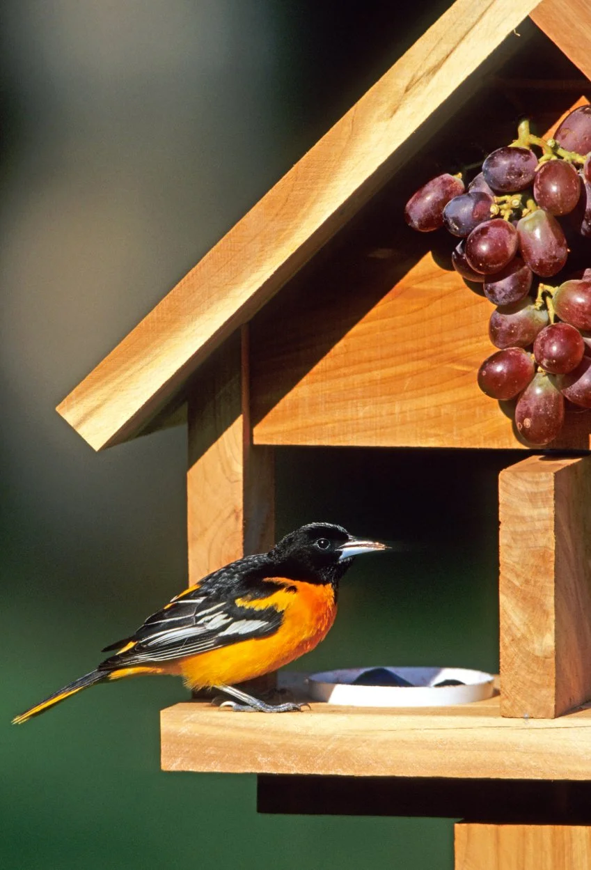 A balitmore oriole perched on a wooden bird house with a little dish of food inside and grapes hanging from the edge of the house.