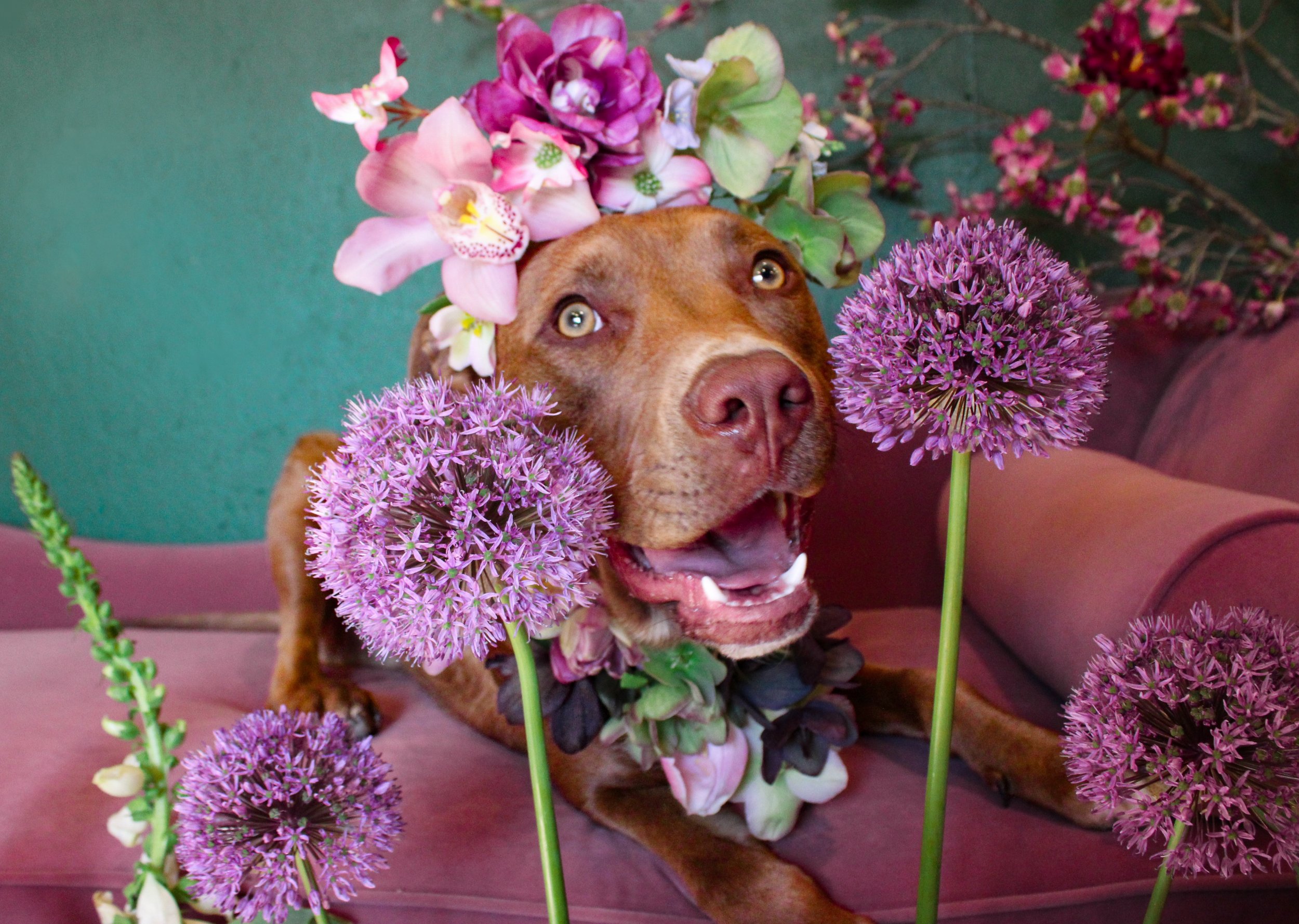 Dog posing with flowers.