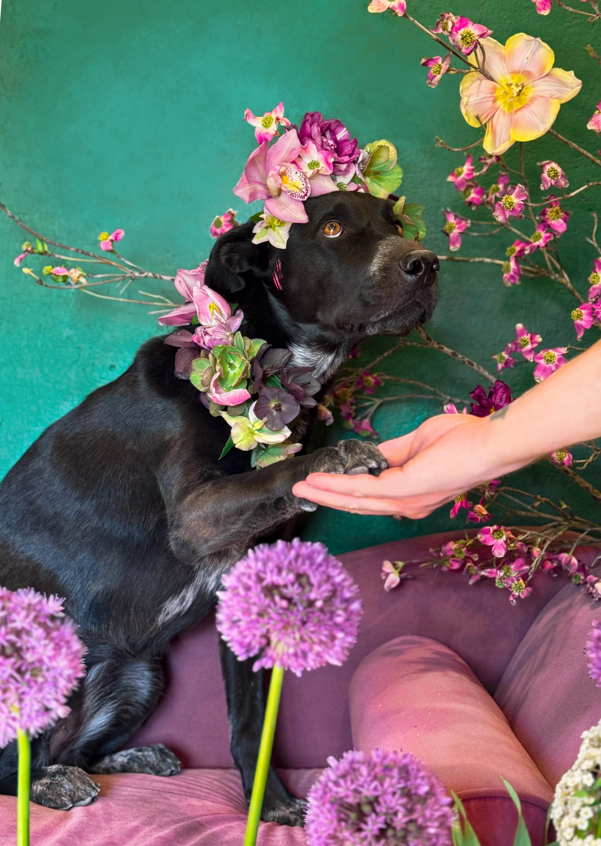 Dog posing with flowers.