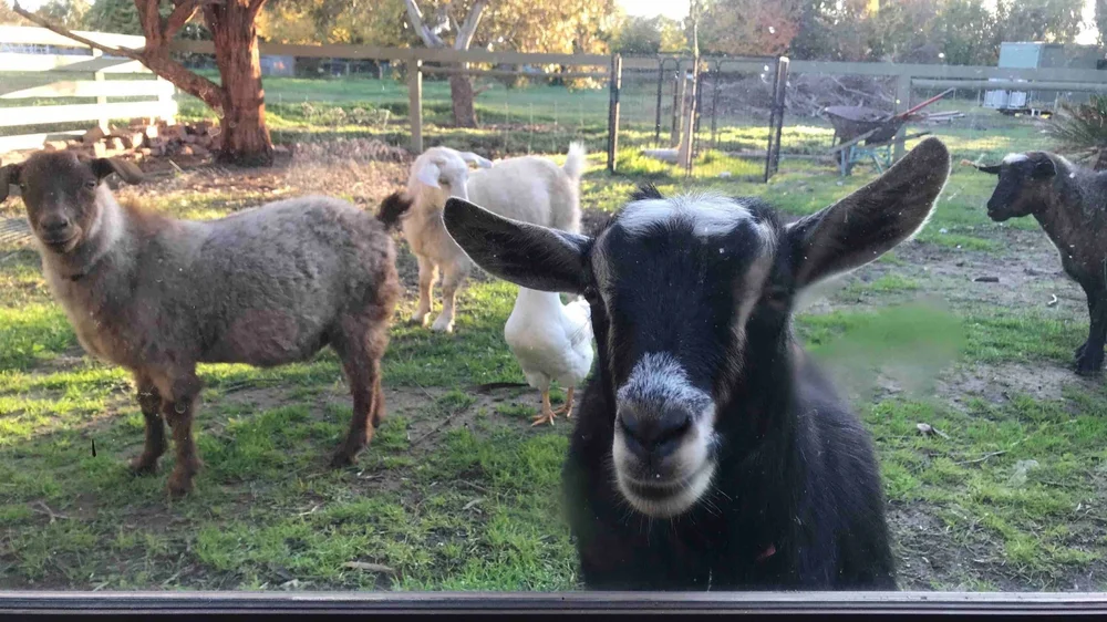 Rescue mini goats for oxytocin-boosting animal therapy at the Little Farm of Calm burnout recovery retreat