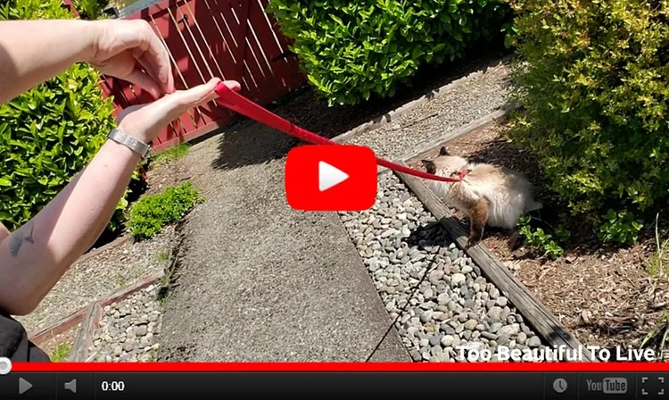 YouTube still image of Bingo the cat outside in the garden on a leash being held by genevieve's hand