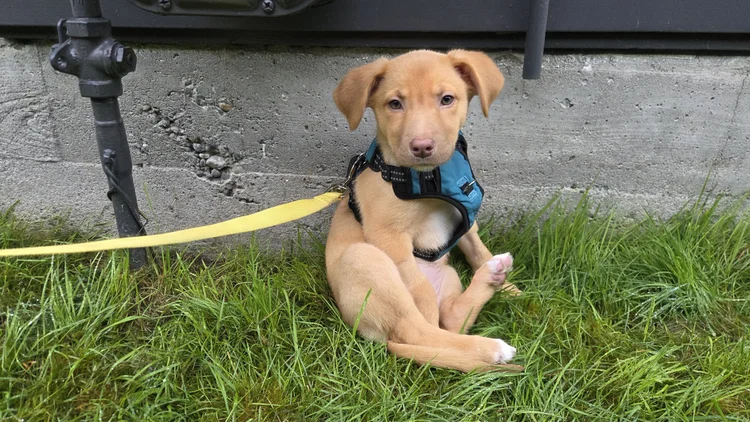 Tiny little puppy, Lucy, sitting on her butt, legs out in front of her, as she leans against the base of a house.  She has a blue harness with a yellow leash attached. 