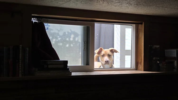Photo of Lucy, a brown puppy, standing outside a basement window, looking in. The basement seems dark, so you only see the frame of the window with Lucy's face in it. 