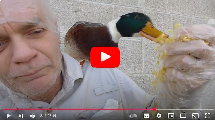YouTube still image of a middle aged man frowning as he feeds a duck sitting on his shoulder.