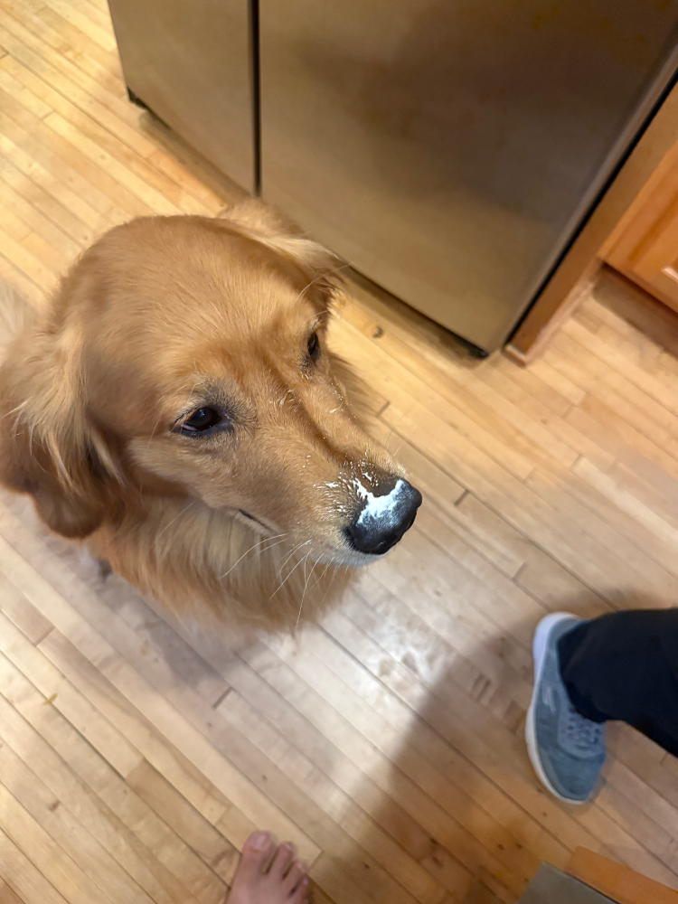 Benny, a golden retriever, sits on the floor with a lot of yogurt on his nose and he looks away from camera. 