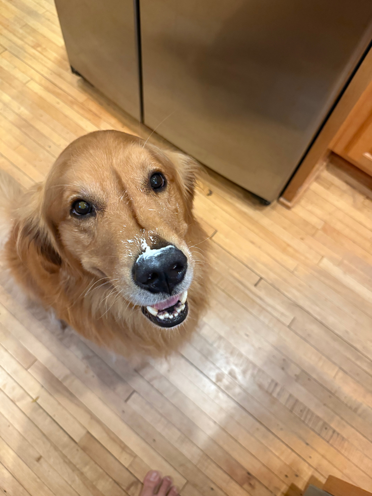 The third and final image of the series shows Benny, looking above to the camera, smiles wide with the yogurt still all over his nose. He is very pleased with himself. 