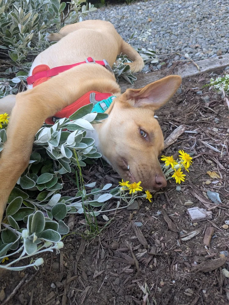 Photo of a brown puppy around 30 pound lolling about in a garden. She's got some yellow flowers in her mouth. 