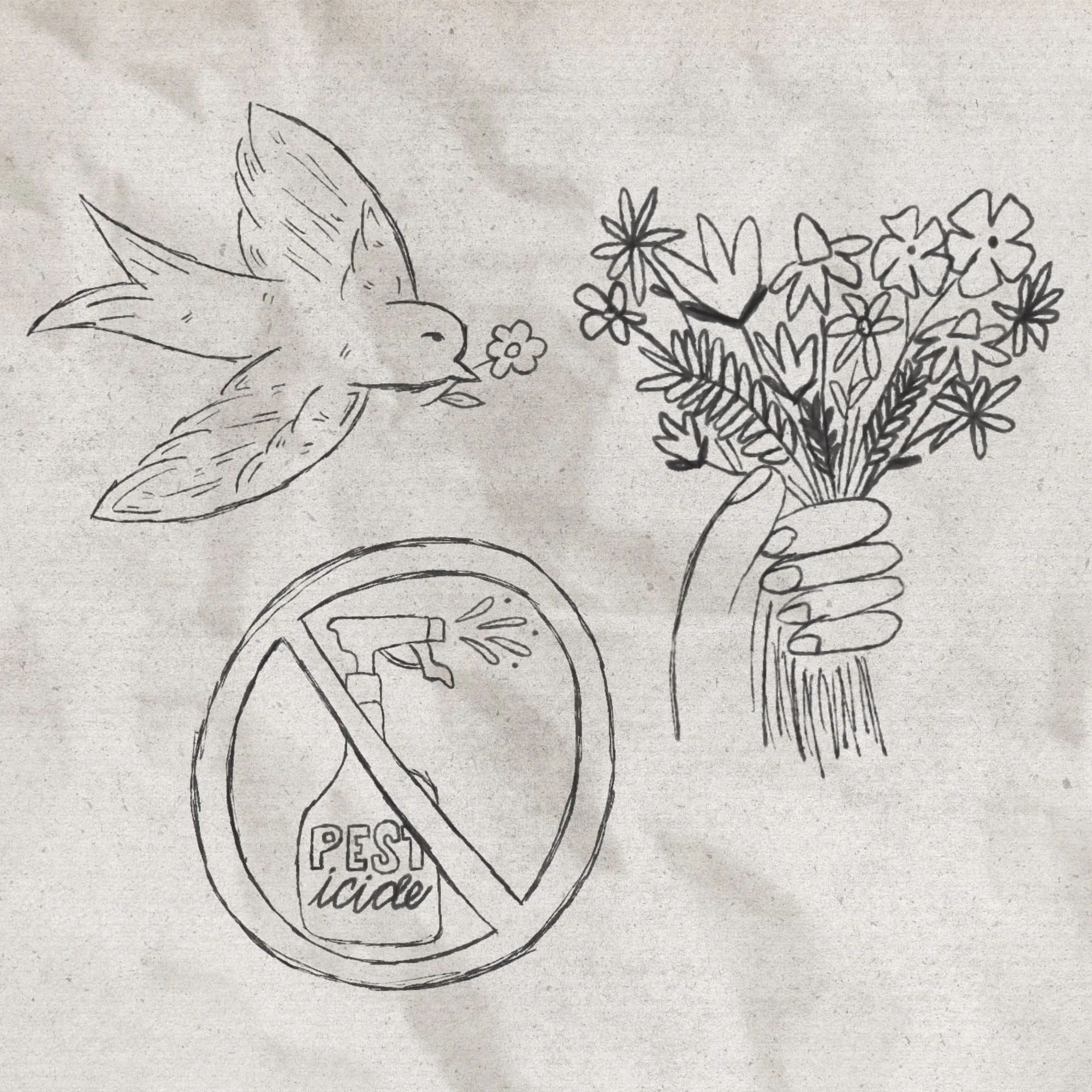 Pencil sketches of flower illustrations for Bushel and Peck Backyard Blooms