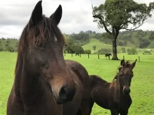 Seeing With Fresh Eyes, Pamela Cook, @PamelaCookAU, equine therapy
