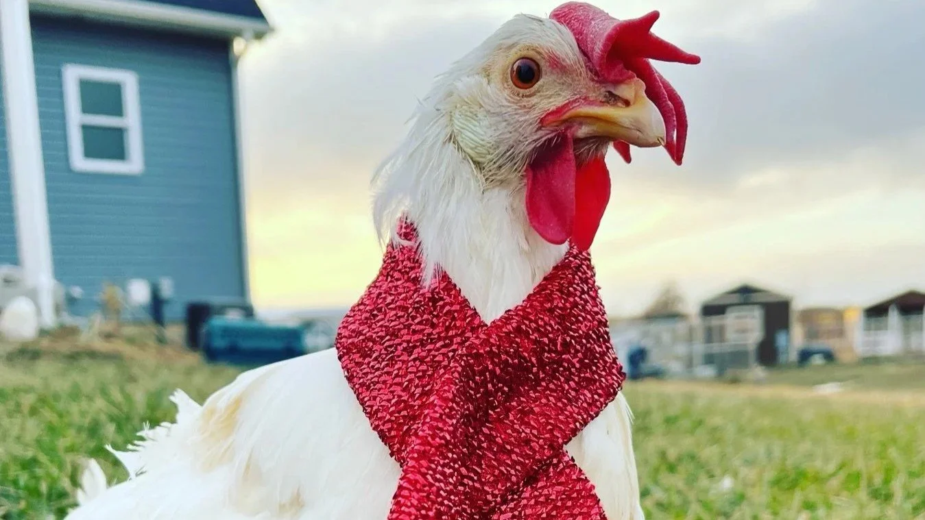 Atreyu the hen