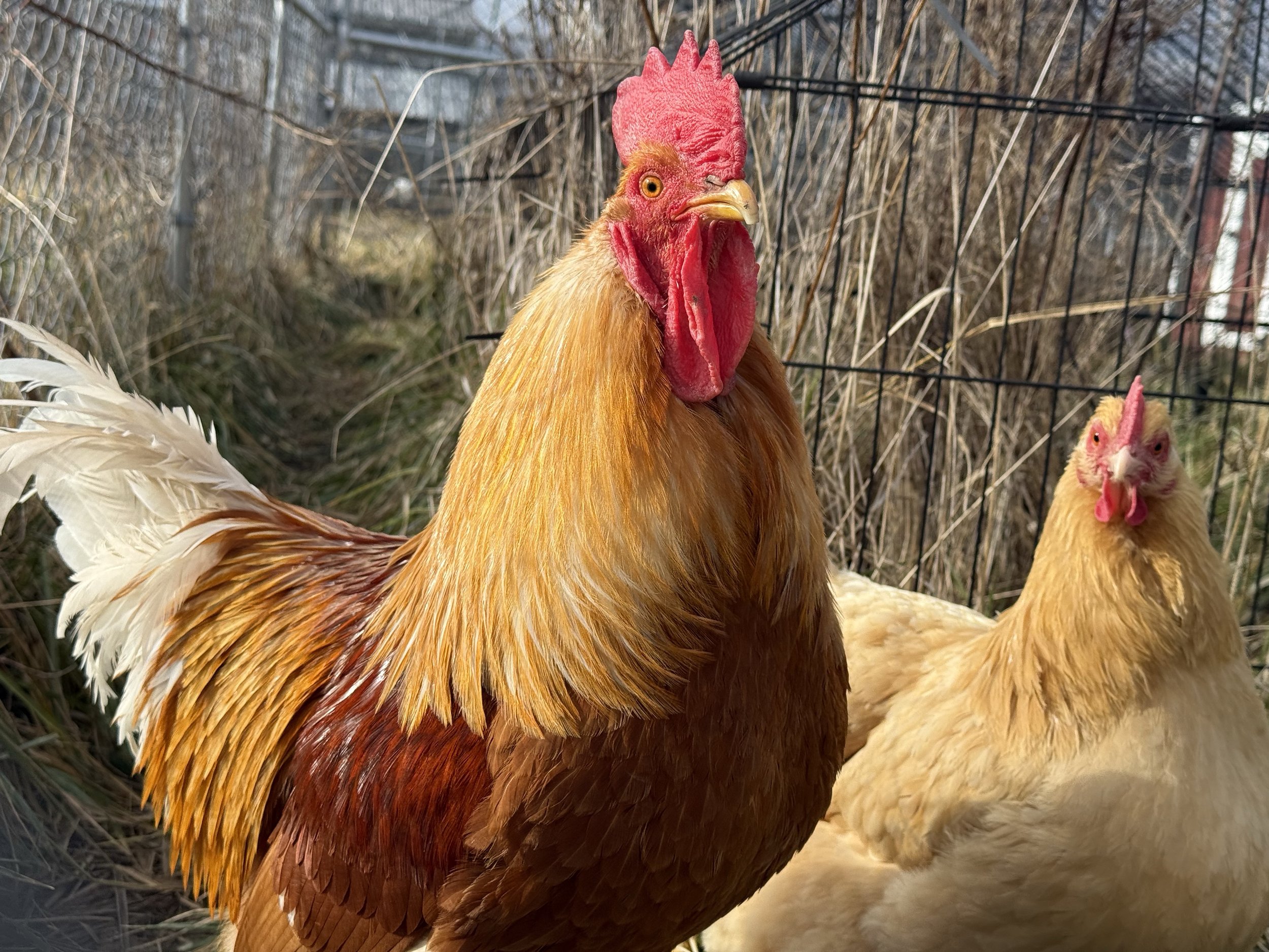 Rooster resident at Ahimsa Safe Haven in warm natural light