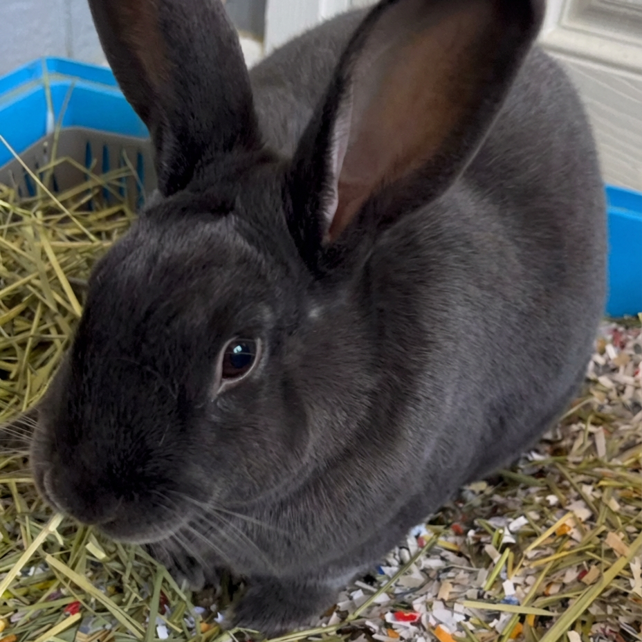 Minnow, a rabbit resident resting at Ahimsa Safe Haven
