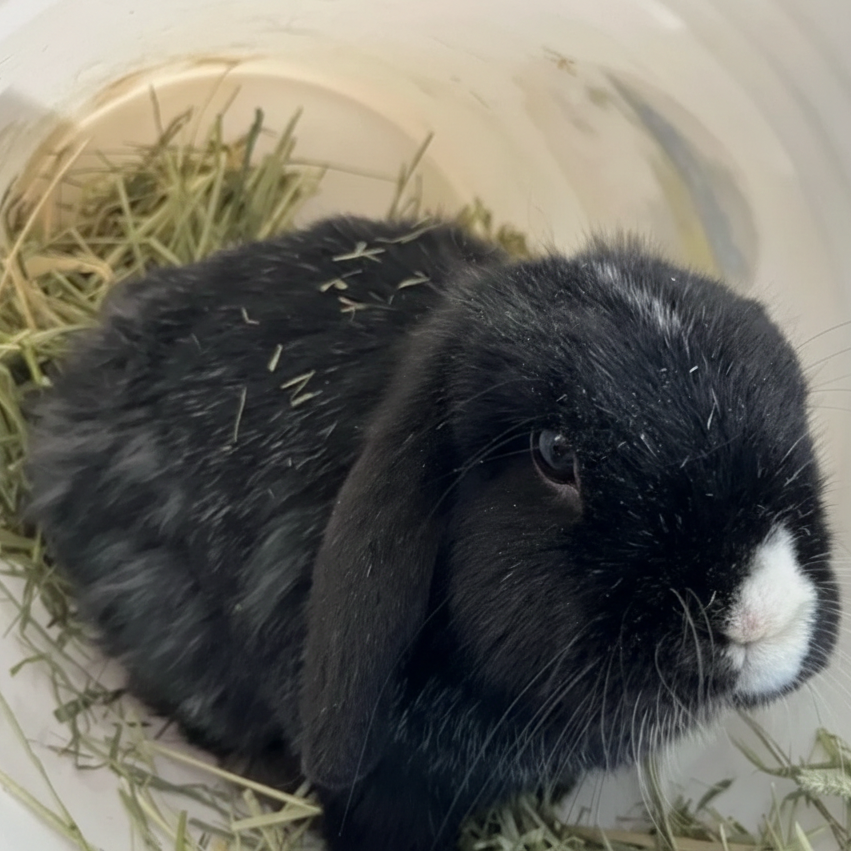 Rabbits at Ahimsa Safe Haven