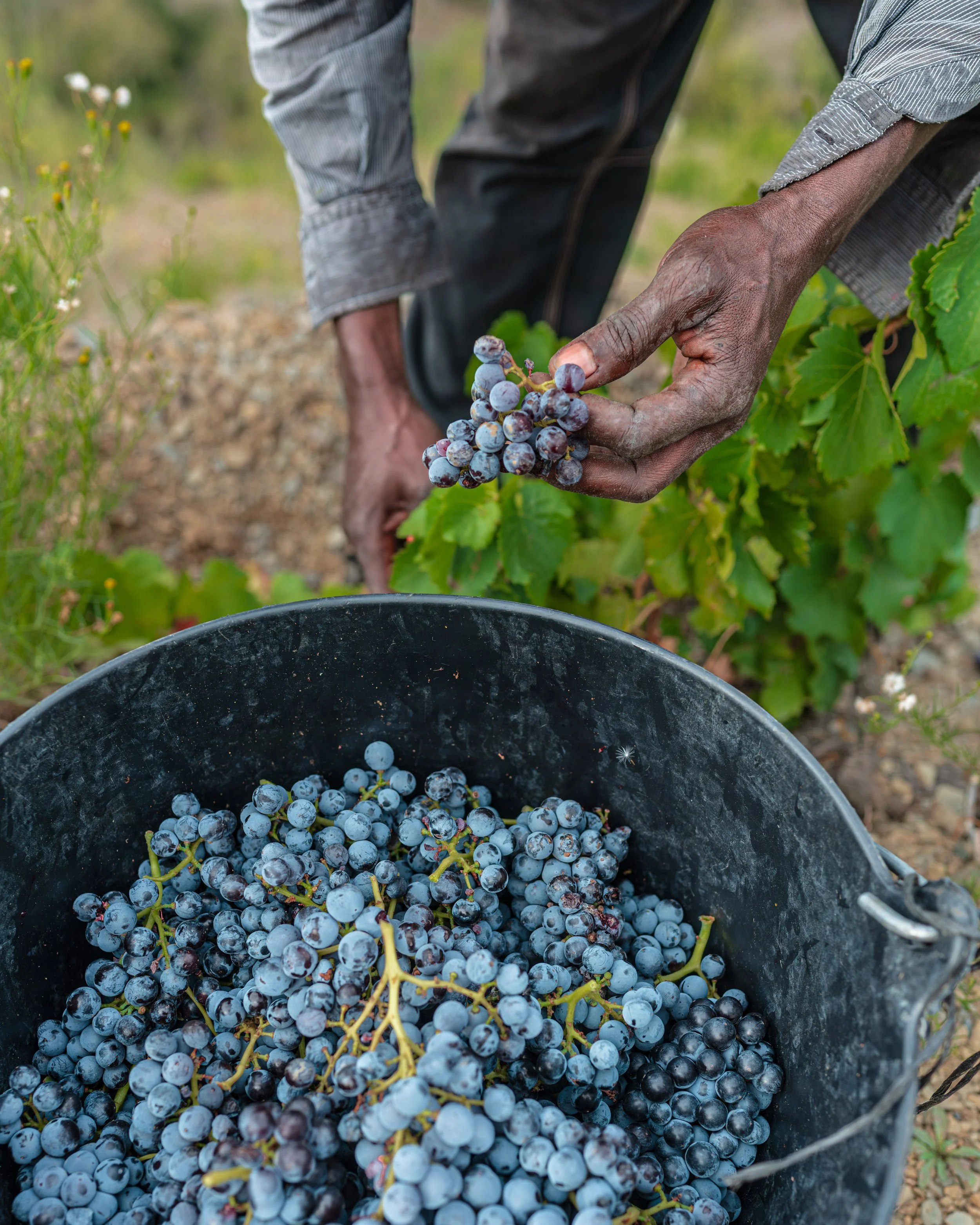Hands picking grapes during harvest