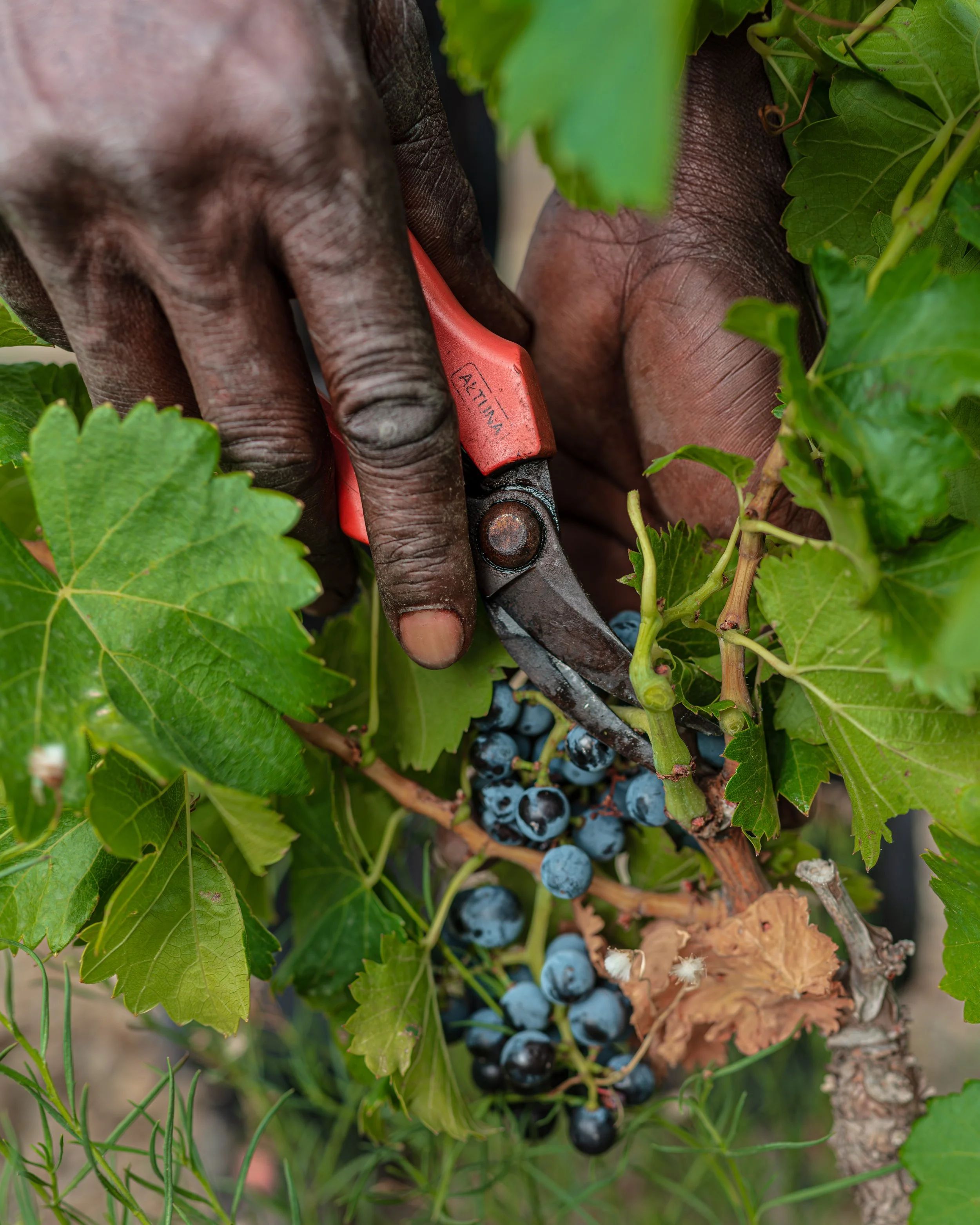 Hands holding grapes in the vineyard