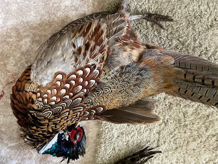A rooster pheasant.
